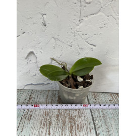 Phalaenopsis speciosa x...
