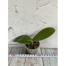 Phalaenopsis mannii Wild x...