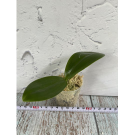 Phalaenopsis Joey (gigantea...