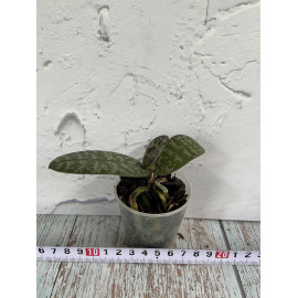 Phalaenopsis schilleriana x...