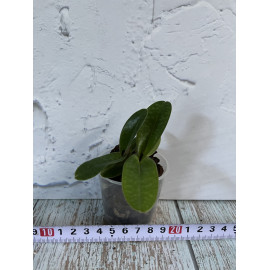 Paphiopedilum God's Saint...