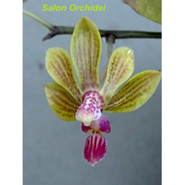 Phalaenopsis stobartiana x...