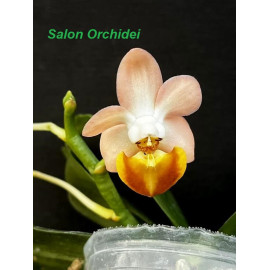 Phalaenopsis lobbii ‘Pink’...