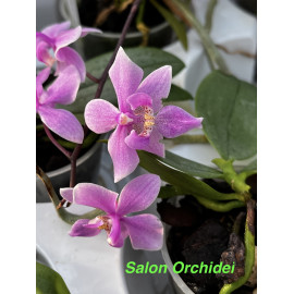 Phalaenopsis schilleriana x...