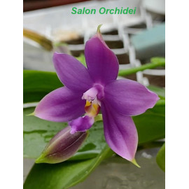 Phalaenopsis Yang Yang...