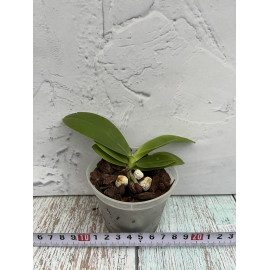 Phalaenopsis speciosa x...