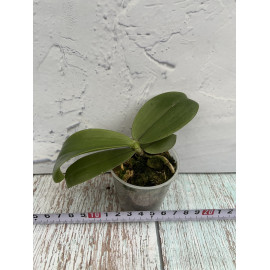 Phalaenopsis mannii Wild x...