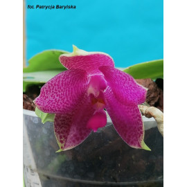 Phalaenopsis Gigabell...