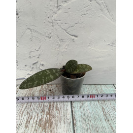 Phalaenopsis schilleriana x...