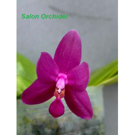 Phalaenopsis violacea Red...