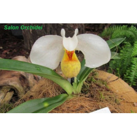 Paphiopedilum emersonii (NFS)