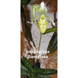 Paphiopedilum fowliei (NFS)