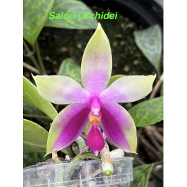 Phalaenopsis Samera...