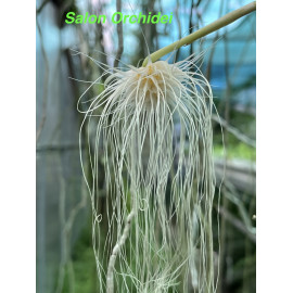 Bulbophyllum medusae (FS)