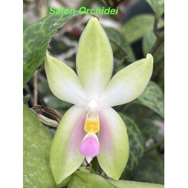 Phalaenopsis bellina var....