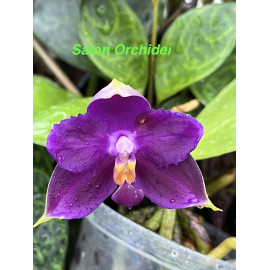 Phalaenopsis violacea...