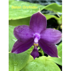 Phalaenopsis Lioulin Blue...