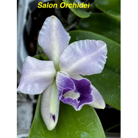 Cattleya Mini Purple var....