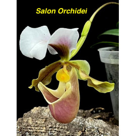Paphiopedilum barbigerum (FS)