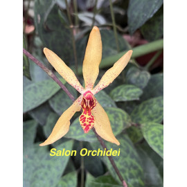 Renanthera bella x...
