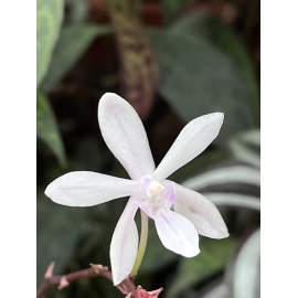 Vanda falcata x Phla....