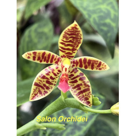 Phalaenopsis Charm...