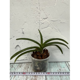 Vandachostylis Pinky...