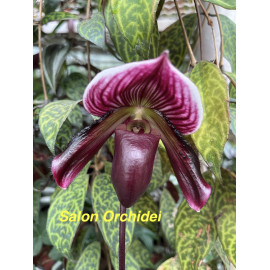 Paphiopedilum Yi-Ying Santa...