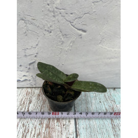 Paphiopedilum wenshanense...