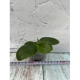 Phalaenopsis zhanhuoana x...