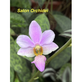 Phalaenopsis Orchidom Nancy...