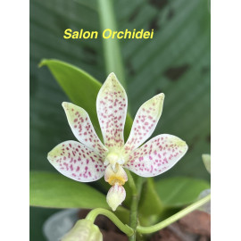 Phalaenopsis Freckle Baby...