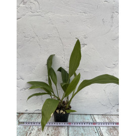 Stanhopea frymirei (NFS)