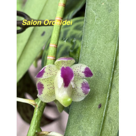 Aerides quinquevulnera (FS)