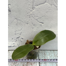 Phalaenopsis gigantea x...