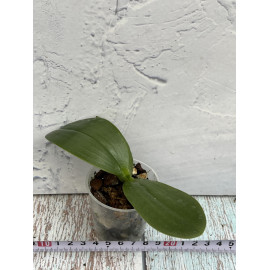 Phalaenopsis Joey (gigantea...