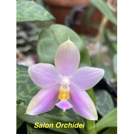 Phalaenopsis mentawaiensis...