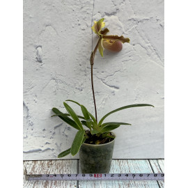 Paphiopedilum barbigerum...