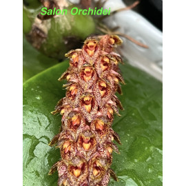 Bulbophyllum crassipes (FS)