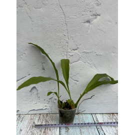 Phaius wallichii (NFS)