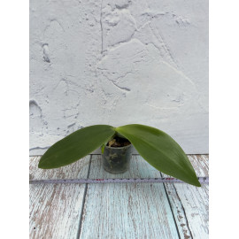 Phalaenopsis mannii Wild x...