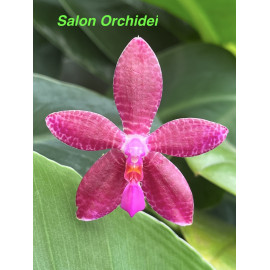 Phalaenopsis maculata x...