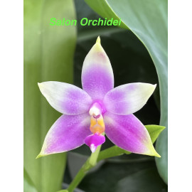 Phalaenopsis violacea Blue...