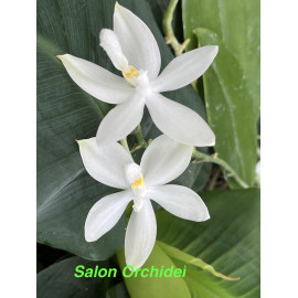 Phalaenopsis tetraspis var....