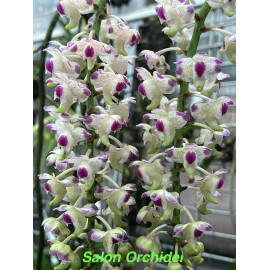 Aerides quinquevulnera (FS)