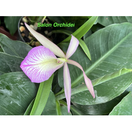 Bl. Morning Glory x nodosa...
