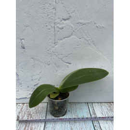 Phalaenopsis Joey (gigantea...