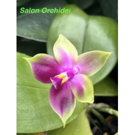 Phalaenopsis Samera (FS)