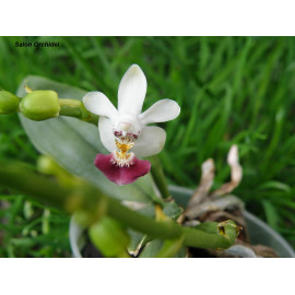 Phalaenopsis parishii (FS)
