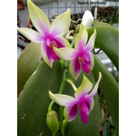 Phalaenopsis bellina (NFS)